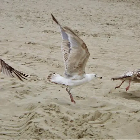 Prima Playa 미엥지즈드로예