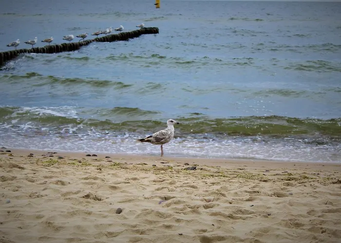 Prima Playa 米兹多洛杰