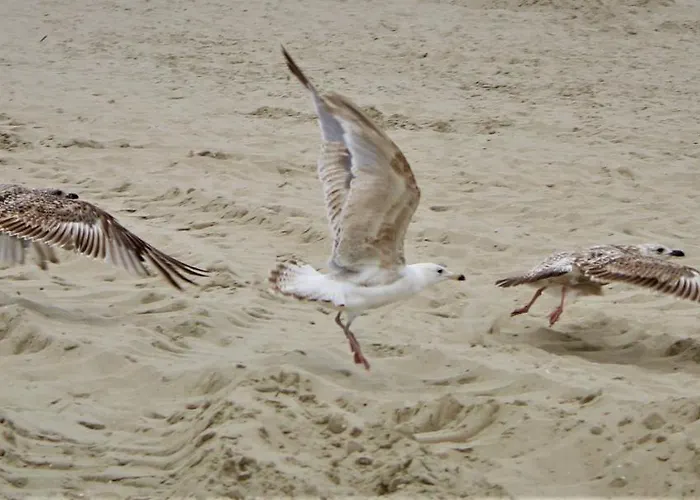 Prima Playa 미엥지즈드로예